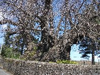 Castagno_della_Nave - Castagno_Castanea_sativa_20100402 164.jpg